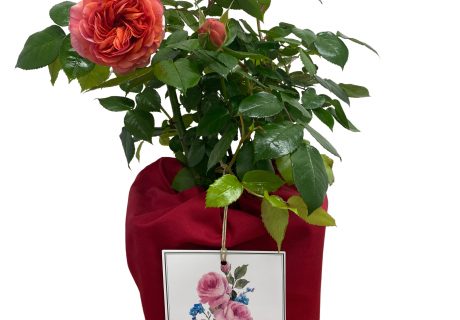 Red Cotton Drawstring Gift Bag Red Cotton Drawstring Gift Bag Image