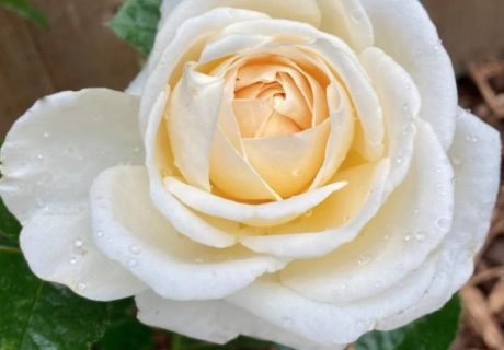 Cream Happy Birthday Rose Image