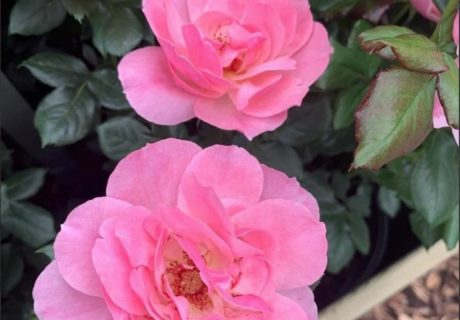 The Eve Rose Image