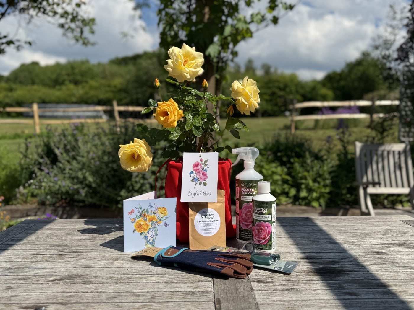 English Roses Father's Day Potted Rose Gift