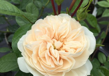 Macmillan Nurse Rose Image