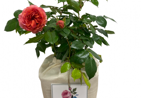 Natural Luxury Cotton Gift Bag Natural Luxury Cotton Gift Bag Image