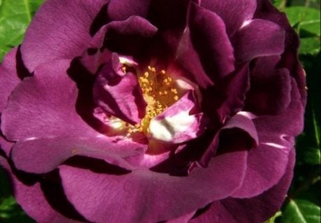 Rhapsody In Blue Rose - Gifts For 100th Birthday Rhapsody In Blue Rose - Gifts For 100th Birthday Image
