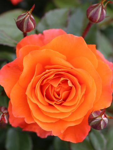 For You With Love Rose
