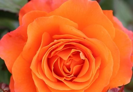 For You With Love Rose - Wedding Anniversary Rose For You With Love Rose - Wedding Anniversary Rose Image