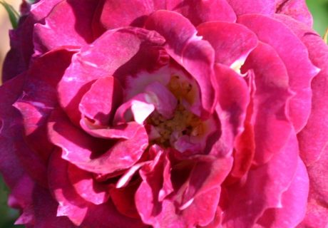 Let's Celebrate Rose - Wedding Day Rose Gift Image