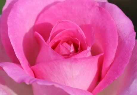 60th Birthday Gift Ideas - Pink Perfection Rose 60th Birthday Gift Ideas - Pink Perfection Rose Image