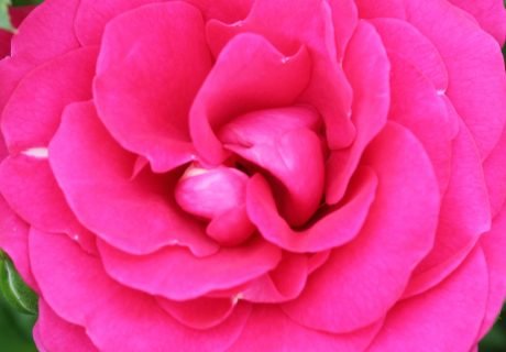 Truly Loved Rose - In Loving Memory Rose Bush Truly Loved Rose - In Loving Memory Rose Bush Image