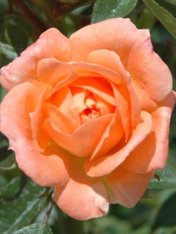 Fond Memories Rose