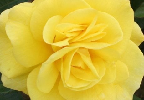 Korresia Rose Korresia Rose Image