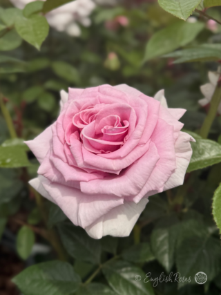 A - Z Roses - Full Catalogue - Potted Roses - English Roses