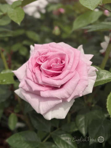 Dad Rose A - Z Roses - Full Catalogue - Potted Roses - English Roses