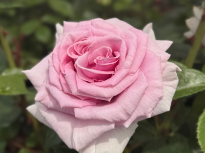 My Lovely Dad Rose My Lovely Dad Rose Image