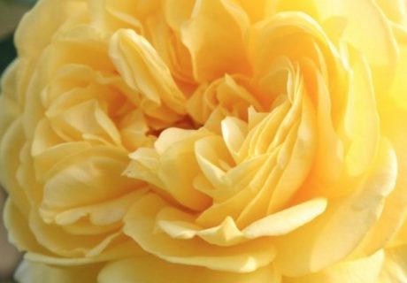 Cheerfulness Rose - Gifts To Say Thank You Image