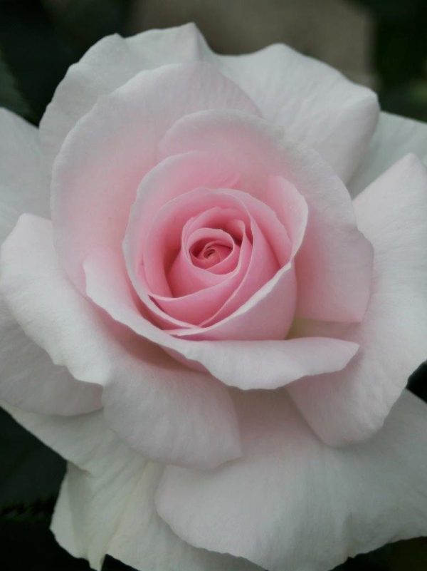A Whiter Shade of Pale Rose