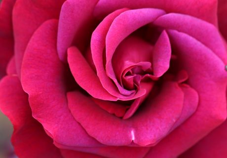 As Good As It Gets Rose As Good As It Gets Rose Image