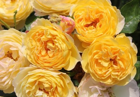 Belle De Jour Rose - Christmas Gifts For Gardeners Belle De Jour Rose - Christmas Gifts For Gardeners Image