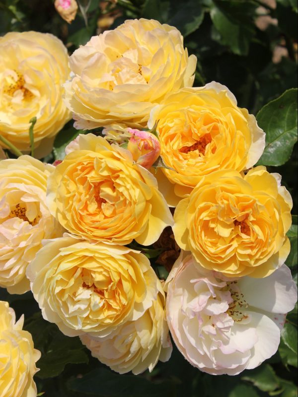 Belle de Jour Rose
