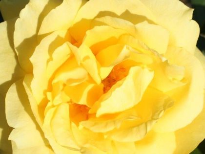 Chinatown Rose - 20th Wedding Anniversary Gift Image