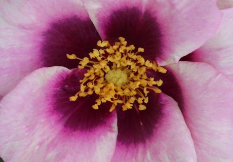 Eyes For You Rose Eyes For You Rose Image