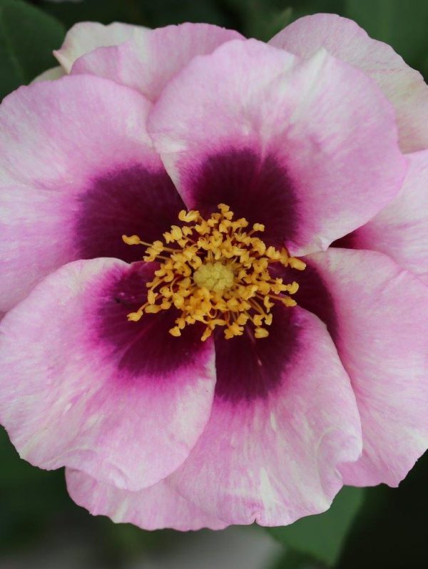 Eyes for you Rose