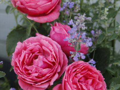 Fruity Parfuma Rose Fruity Parfuma Rose Image