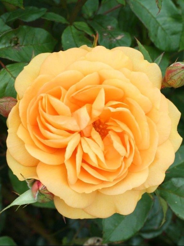 Golden Beauty Rose