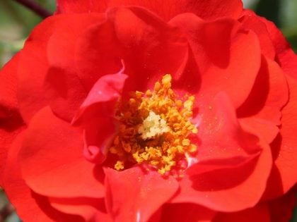 Grandpa's Rose Grandpa's Rose Image