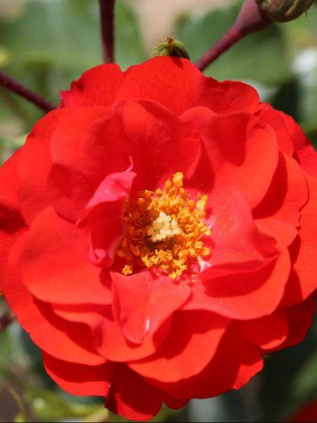 Grandpa's Rose