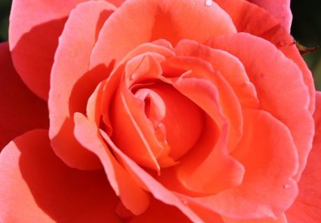 Happy Anniversary Rose Happy Anniversary Rose Image