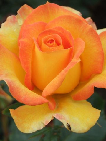Happy Birthday Rose