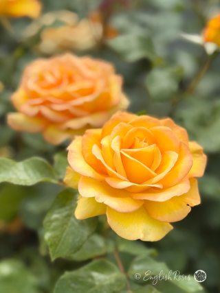 Rotary Sunrise Rose - Orangey Yellow Hybrid Tea Rose - A close up of two orange yellow blooms from English Roses