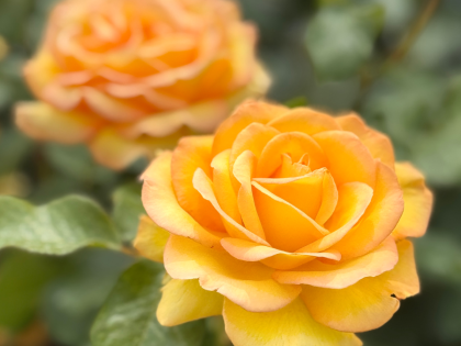 Happy Birthday Rose - 70th Birthday Rose Image