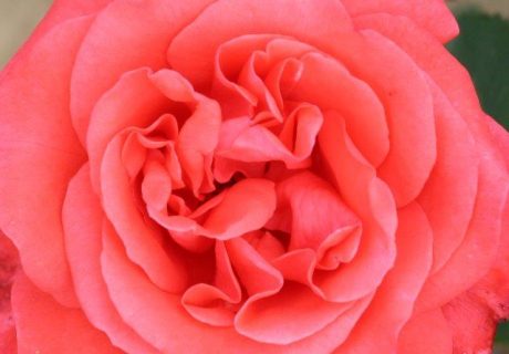 Lady Rose Image