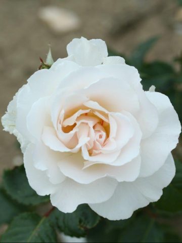 Margaret Merril Rose