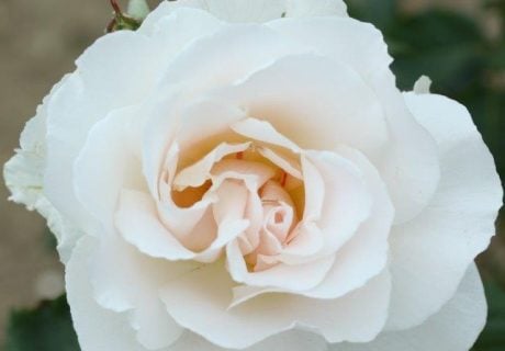 Margaret Merril Rose Image