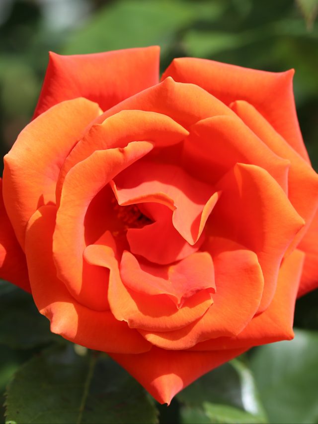 Freindship Roses Love & Friendship Gifts - Love Roses - Friendship Roses