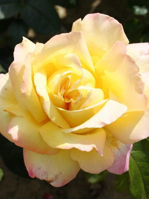 Peace Rose