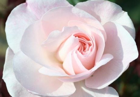 Remember Rose Remember Rose Image