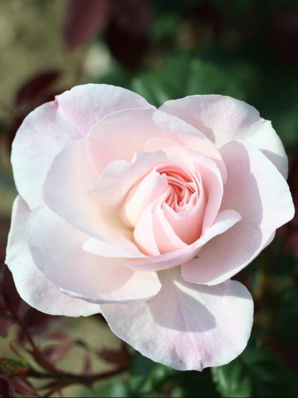 Remember Rose