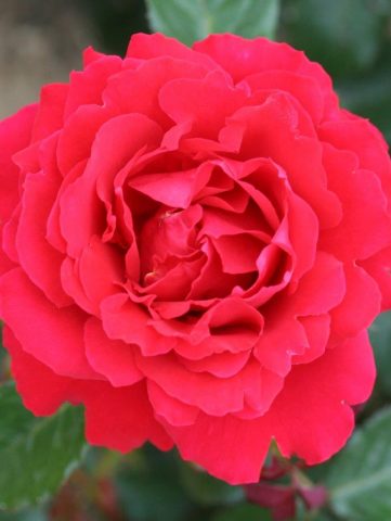 Ruby 40th Rose