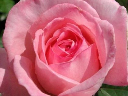 Fragonard Rose Image