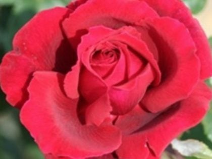 X / Y / Z Roses - Rose Gifts For All Occasions - English Roses