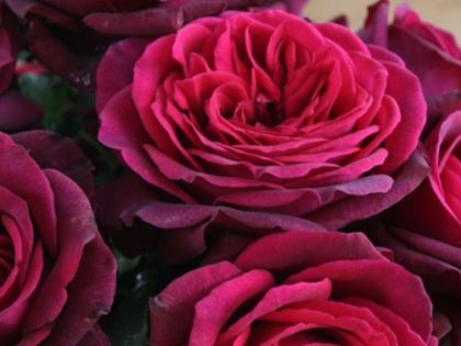 Royal Parfuma Rose Royal Parfuma Rose Image