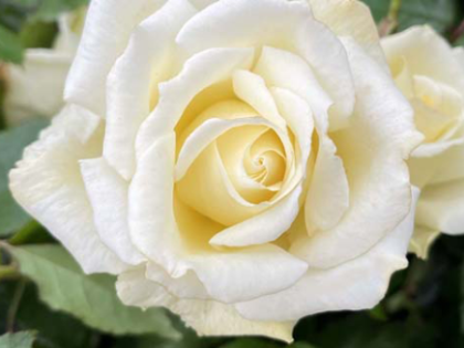 Diamond Days Rose Image
