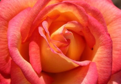 Sheila's Perfume Rose Sheila's Perfume Rose Image