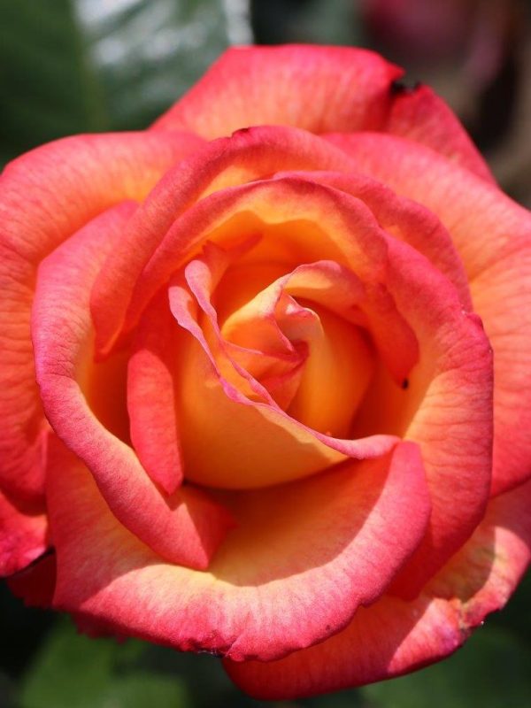 Sheila's Perfume Rose