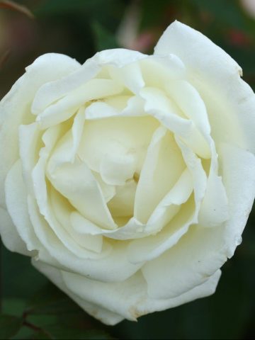 Silver Anniversary Rose