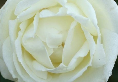 Silver Anniversary Rose Silver Anniversary Rose Image