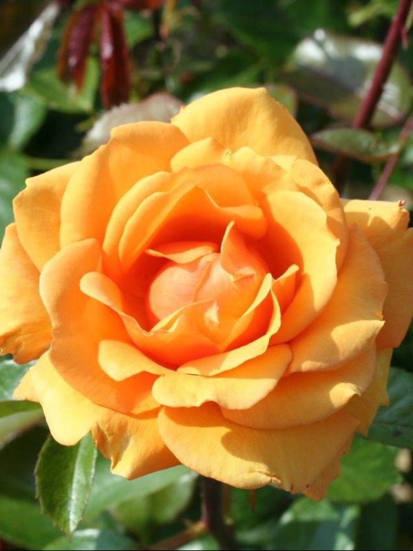 Simply the Best Rose